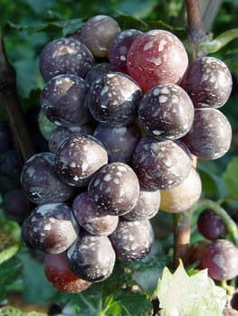 Mature grape vineyards
