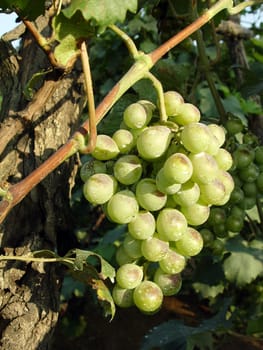Mature grape vineyards