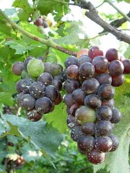 Mature grape vineyards