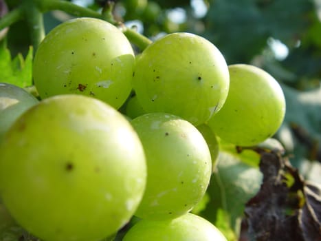 Mature grape vineyards