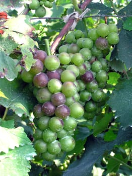 Mature grape vineyards