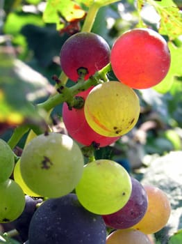Mature grape vineyards