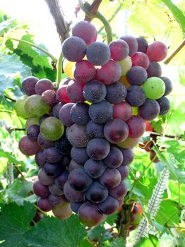 Mature grape vineyards