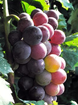 Mature grape vineyards
