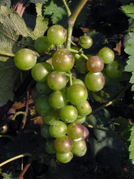 Mature grape vineyards