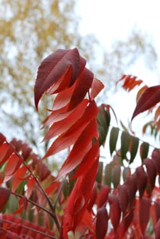 Red Branch In The Autumn White Fog