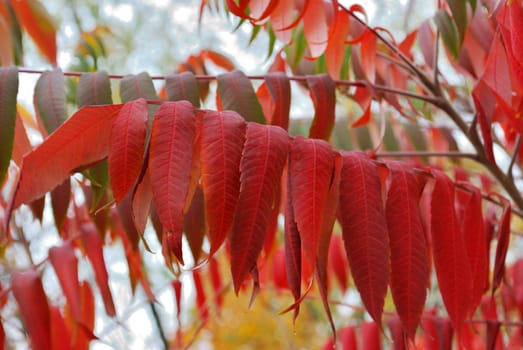 Red Branch In The Autumn White Fog