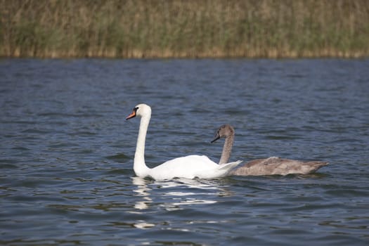 two swans on the lake - mother and her baby