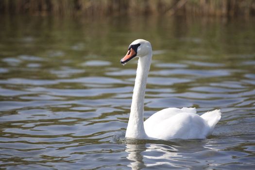 portrait of beautiful swan swimming on the lake