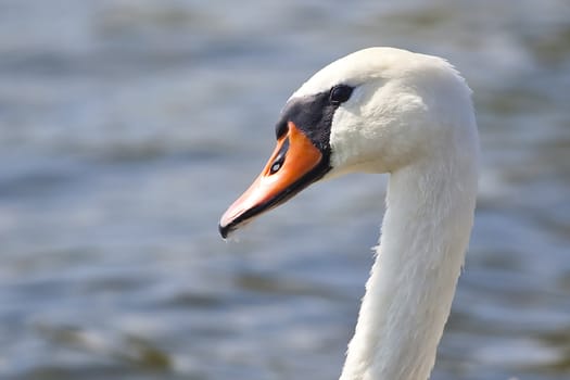 portrait of beautiful swan swimming on the lake