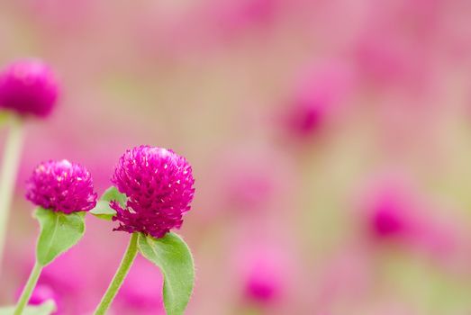 Here are beautiful purple flowers - gomphrena globosa.