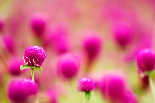 Here are beautiful purple flowers - gomphrena globosa.