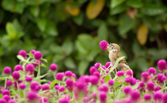 There is a cute sparrow stand on the beautiful purple flowers.