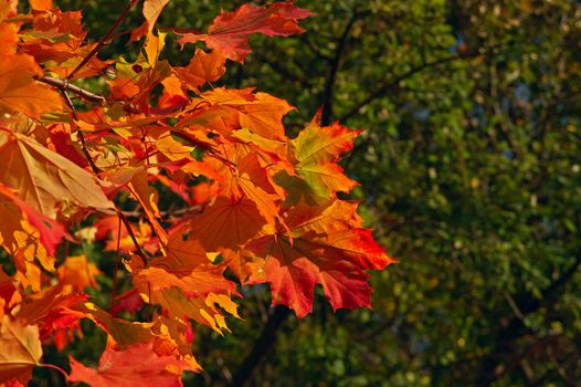  Fire maple leaves contrasting still green forest