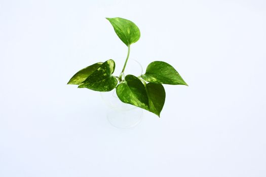 A growing green plant with sprouting leaf.
