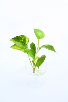 A growing green plant with sprouting leaf.
