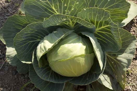 Head of Cabbage growing in a field in Washington State.