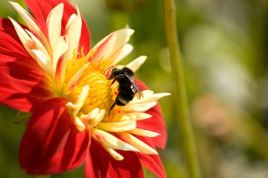 Macro of Bumble Bee on a red and yellow flower