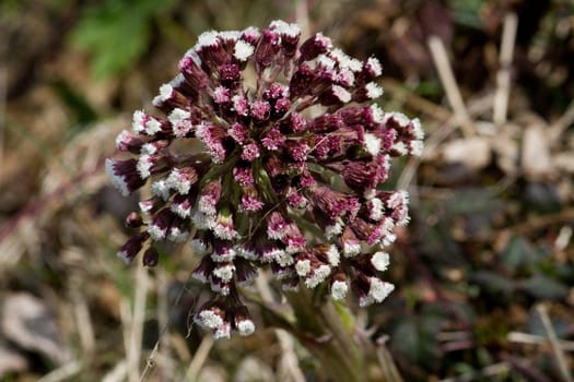 Purple and white thistle flower with multiple buds and rays in a round cluster. Found in the Pacific Northwest region of the United States.