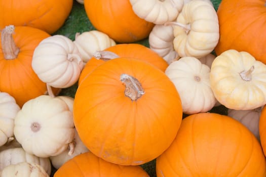 Orange and White Pumpkins Fall or Autumn Background