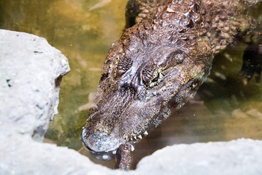 crocodile's head - photo taken in Poznan Zoo