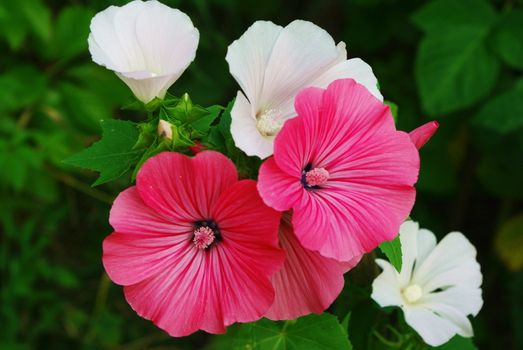 Pink and white malva flovers blossoming in the garden