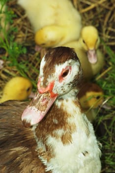 Mother duck with ducklings for a walk