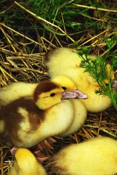 Walking ducklings