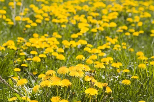 yellow flowers on the grassy field - rural background