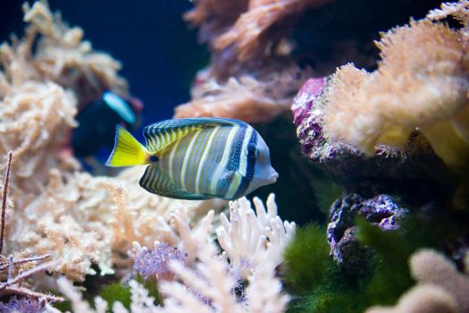 tropical fish - picture taken in Poznan zoo