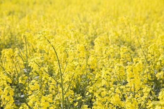 spring yellow rape field - polish rural landscape