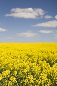 cloudy sky over yellow rape field - polish spring