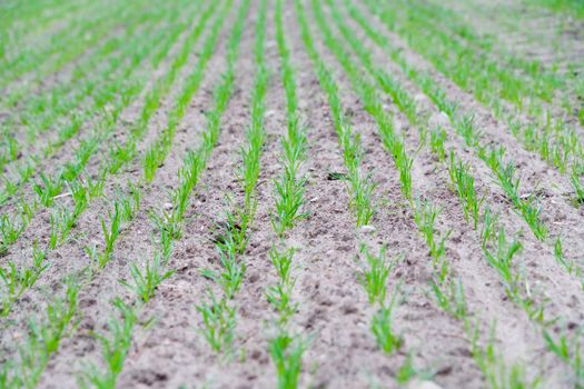 a young rows of  grain seeded in october