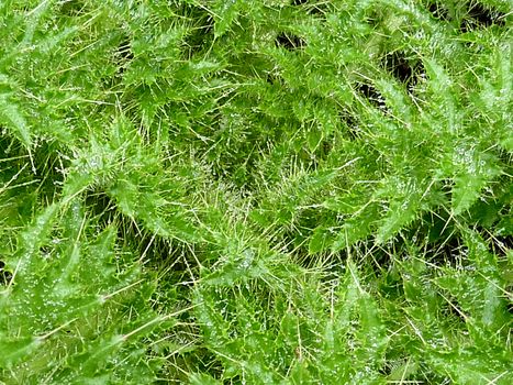 Green plant with dew on it