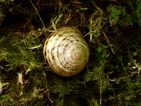 Brown and white snail shell in green vegetation