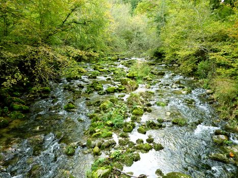 River and rocks in forest with lots of trees and vegetation