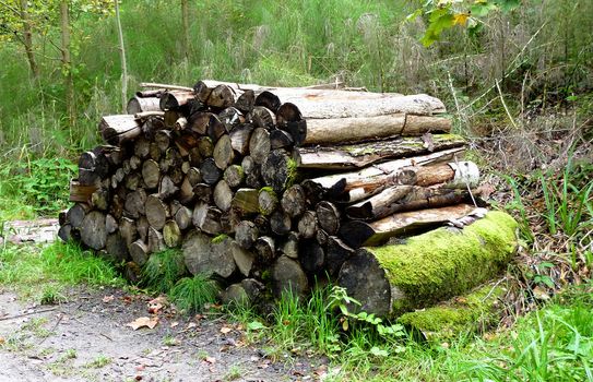 Pile of trunks in the forest