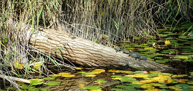 Turtles relaxing on a trunk in a pond by sunny day