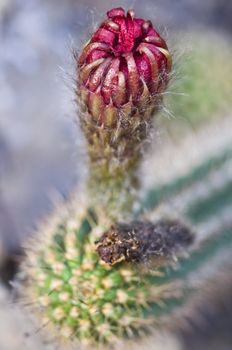 detail of a cactus with shallow dof