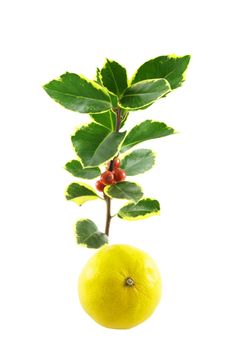 Single sprig of green holly with red berries and a single satsuma on a white background