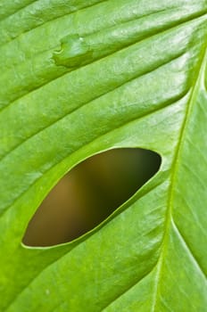 macro of a leaf with shallow dof