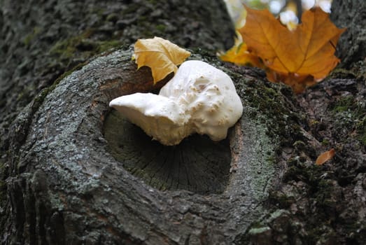 White mushroom, green moss and yellow leaves on the tree