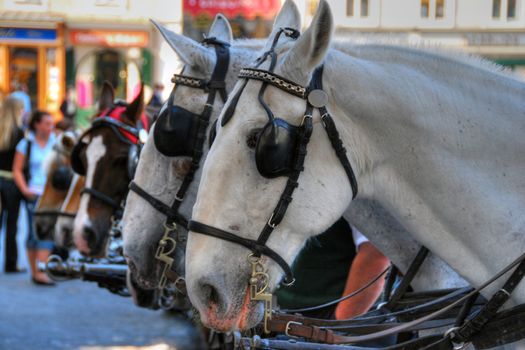 Horses in the main Salzburg Square, Austria