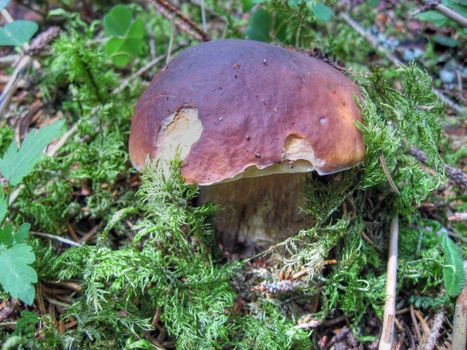Porcino Mushroom in a Veneto Wood, Italy