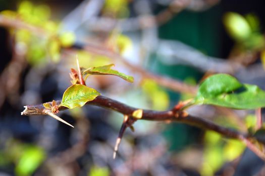 Rose branch on a tuscan garden in winter