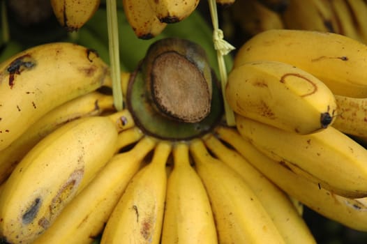 fresh banana that sold in traditional market
