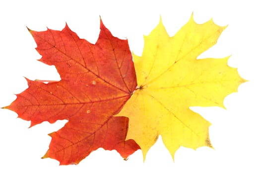 Red and yellow maple autumn leaves on a white background