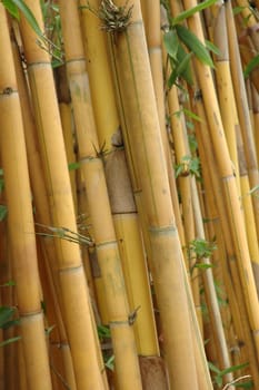 a shot of a bamboo grove featuring rich golden bamboo