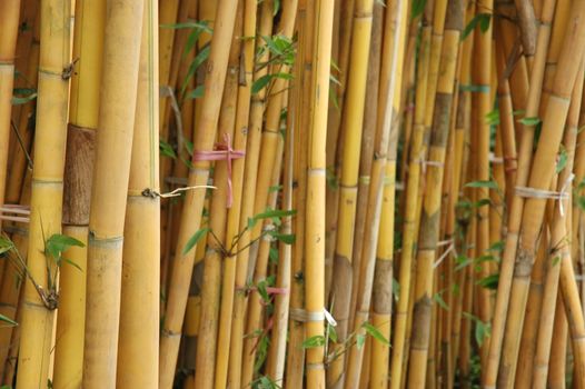 a shot of a bamboo grove featuring rich golden bamboo