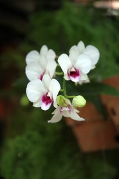 white orchid that growth well in tropical climate